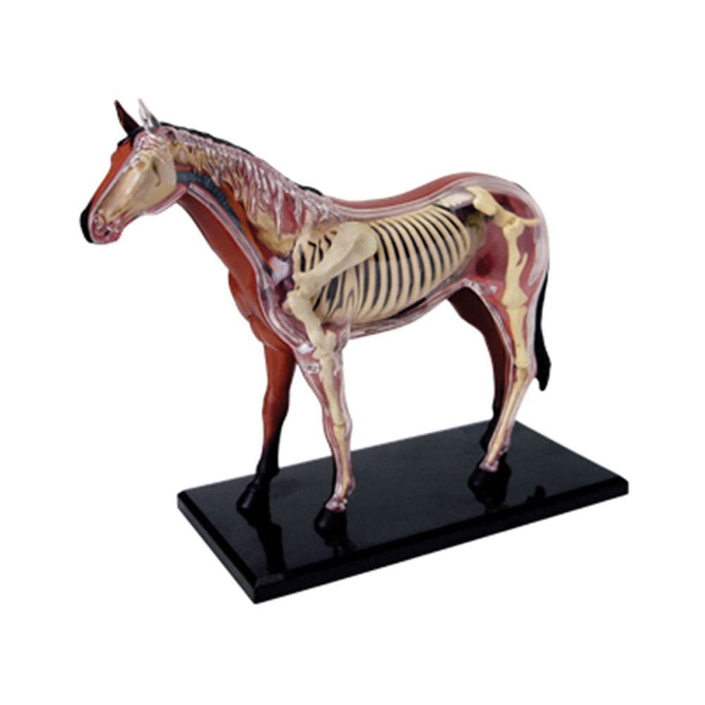 Animal Organ Anatomy Model 4D  - Science Toys Diy บทวิจารณ์และราคา
