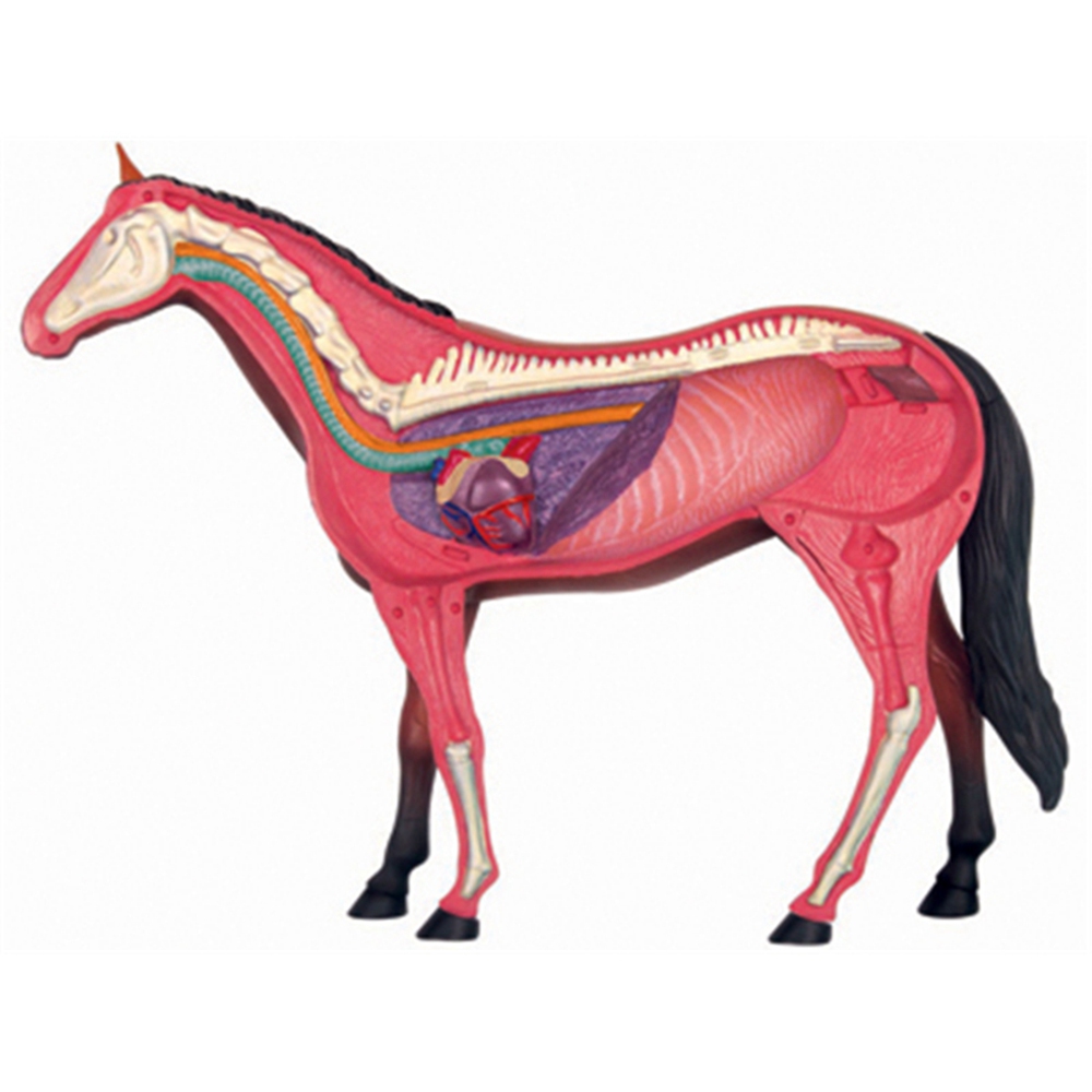 Animal Organ Anatomy Model 4D  - Science Toys Diy บทวิจารณ์และราคา