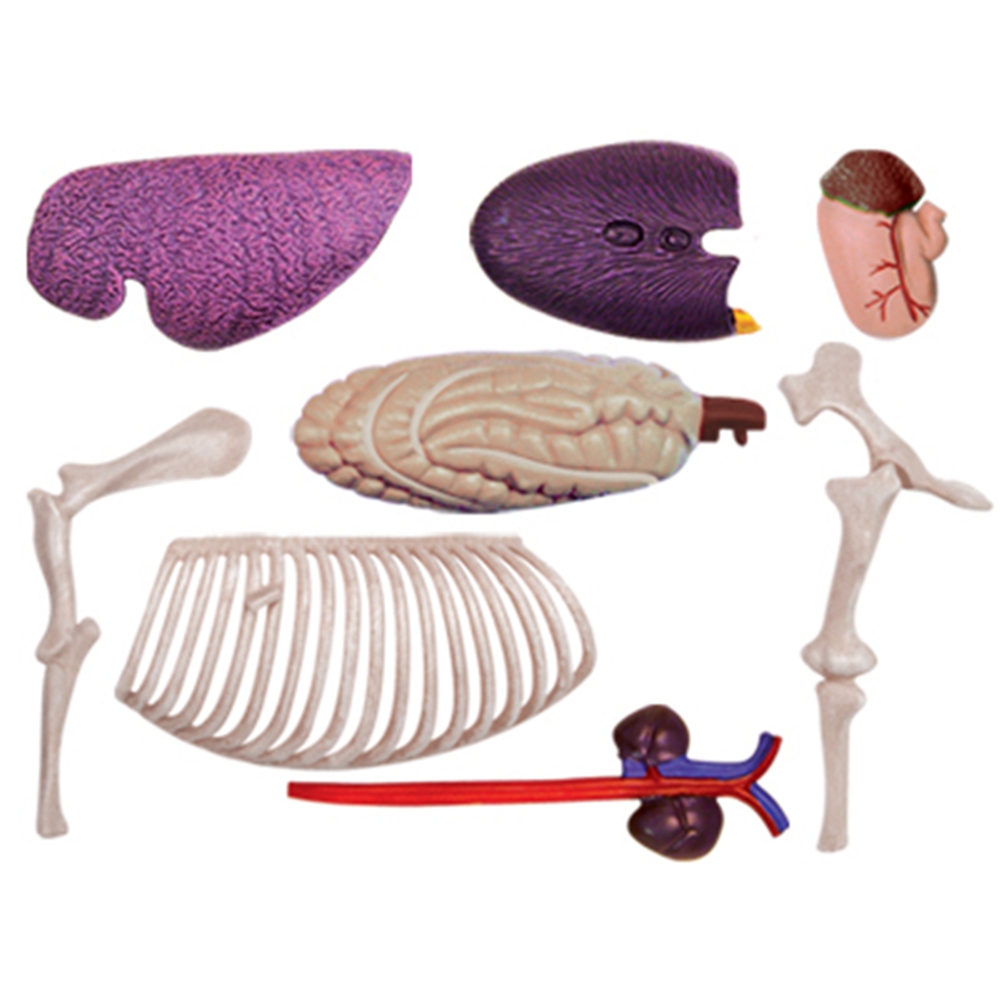 Animal Organ Anatomy Model 4D  - Science Toys Diy บทวิจารณ์และราคา